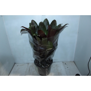 BROMELIA IMPERIAL P27 VERDE/VERMELHO