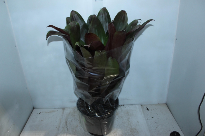 <h4>BROMELIA IMPERIAL P27 VERDE/VERMELHO</h4>
