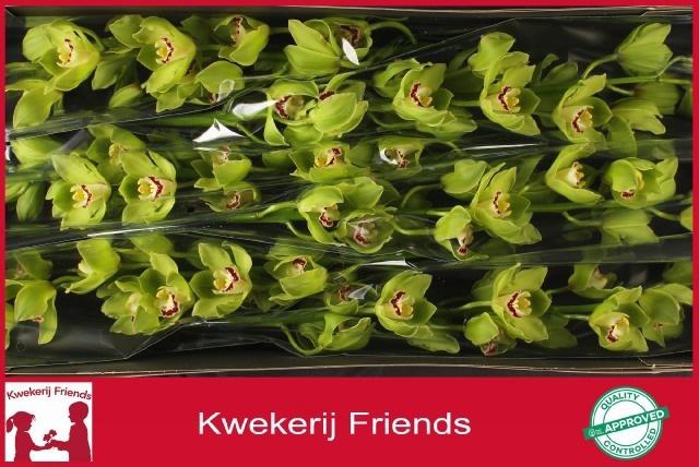 <h4>CYMB T ALI ANDERSON</h4>