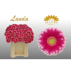 Gerbera mini 'Lauda' fust 555