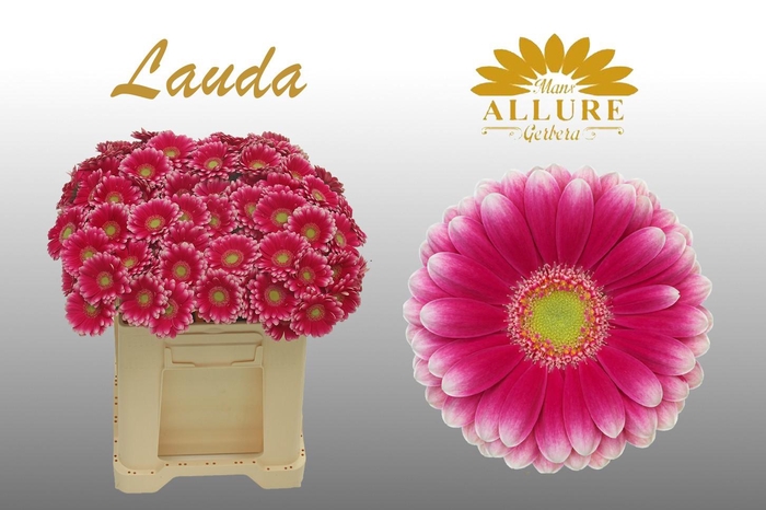 <h4>Gerbera mini 'Lauda' fust 555</h4>