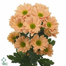 <h4>Chrys sp katinka salmon</h4>