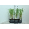 Cortaderia selloana Pumila