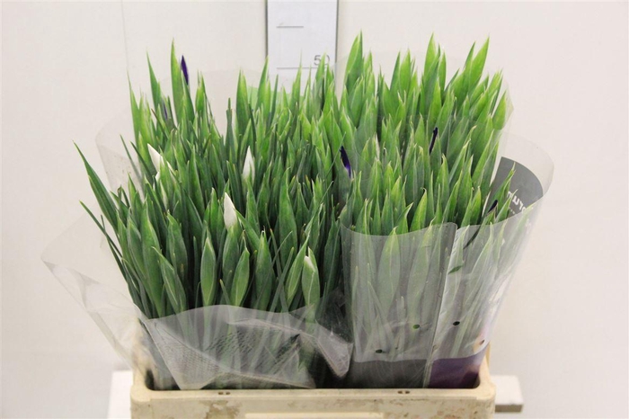 <h4>Iris Gem 4 Kl</h4>