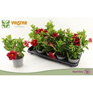 MANDEVILLA 'BRASIL BRILL RED'