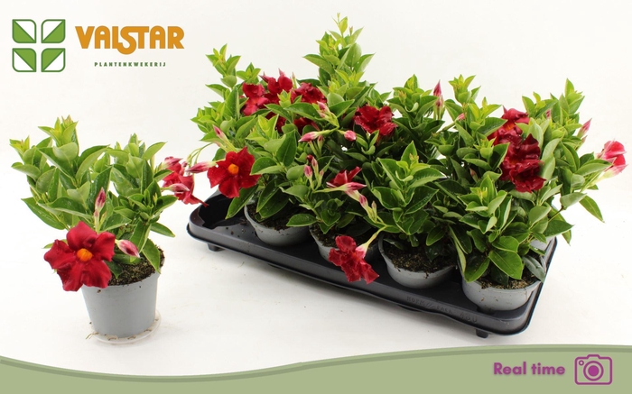 <h4>MANDEVILLA 'BRASIL BRILL RED'</h4>