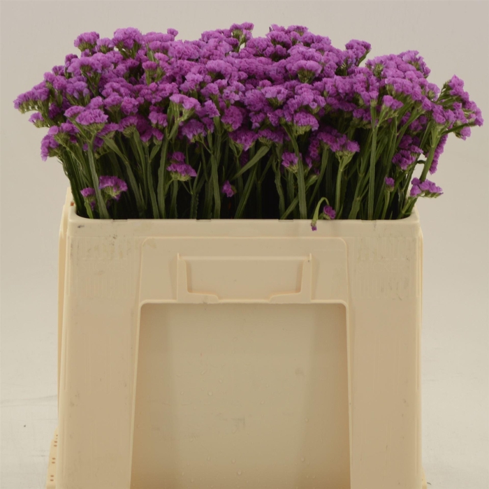 <h4>Statice Heart Wings</h4>