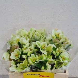 HELL FRK MOLLYS WHIT