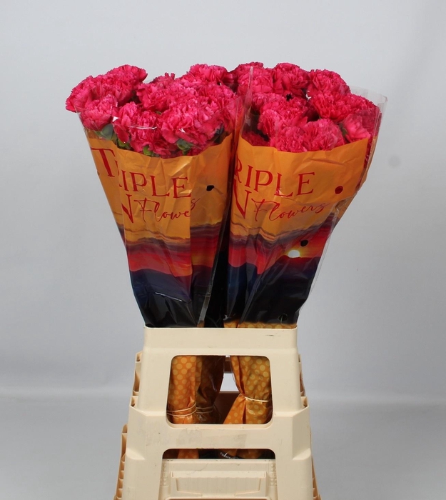 <h4>DI ST CERVANTES</h4>