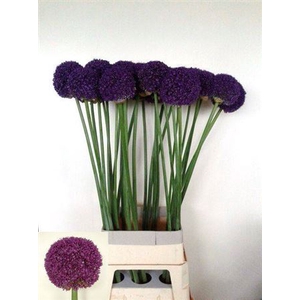 Allium Ambassador 105cm