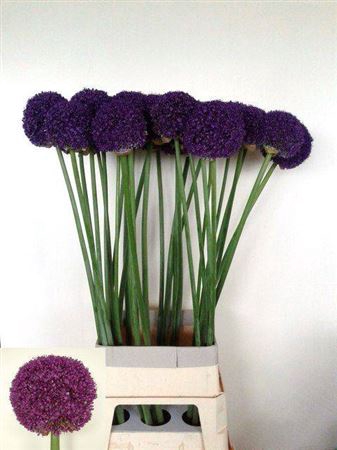 <h4>Allium Ambassador 105cm</h4>