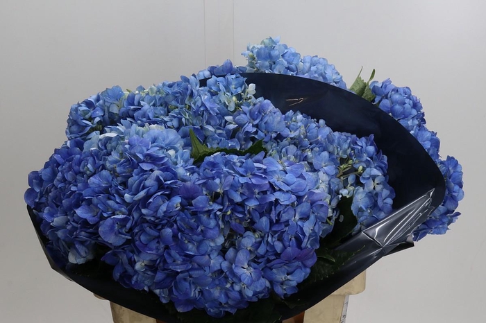 <h4>Hydrangea Other</h4>