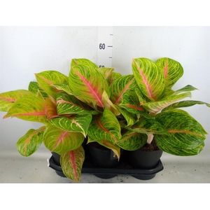 Aglaonema   ...