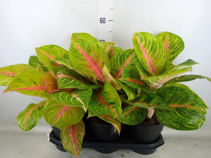<h4>Aglaonema   ...</h4>