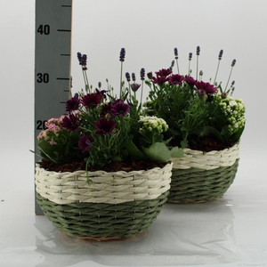 ARR TUINPLANTEN