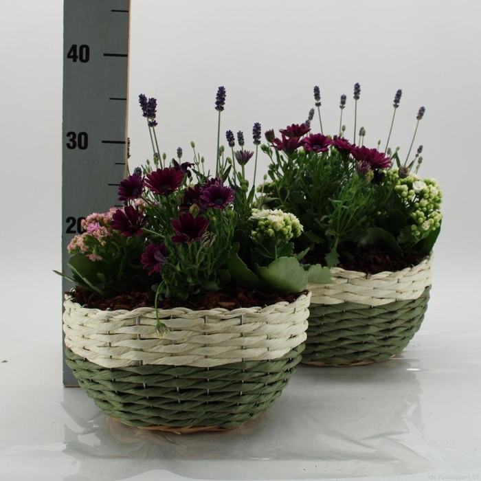 <h4>ARR TUINPLANTEN</h4>