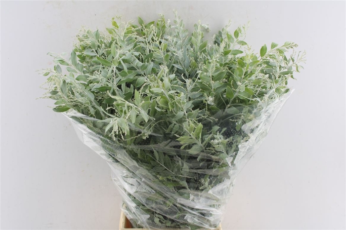 Acacia Dennisboden