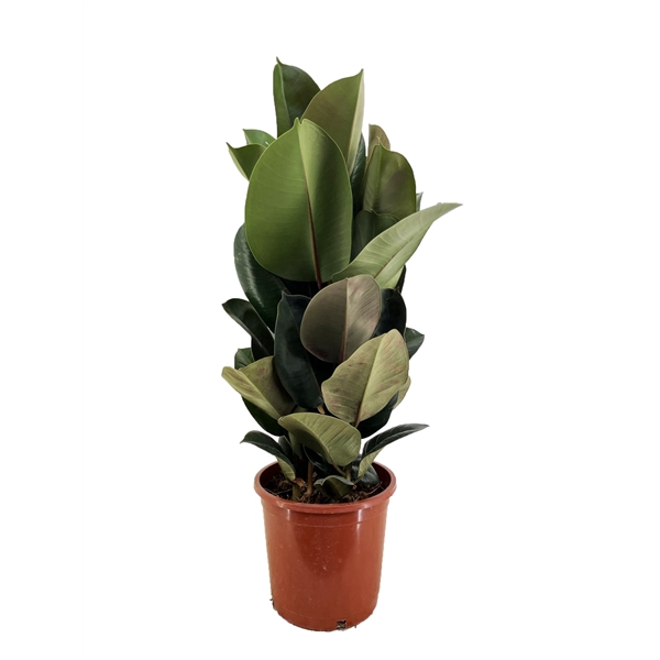 <h4>Ficus robusta</h4>