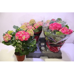 arr8 Hydr M Grumpy Red