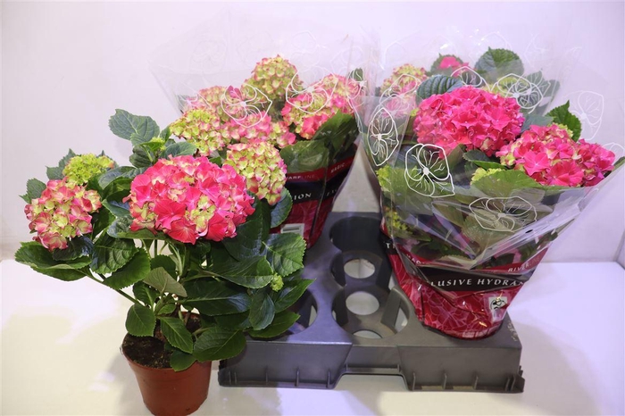 <h4>arr8 Hydr M Grumpy Red</h4>