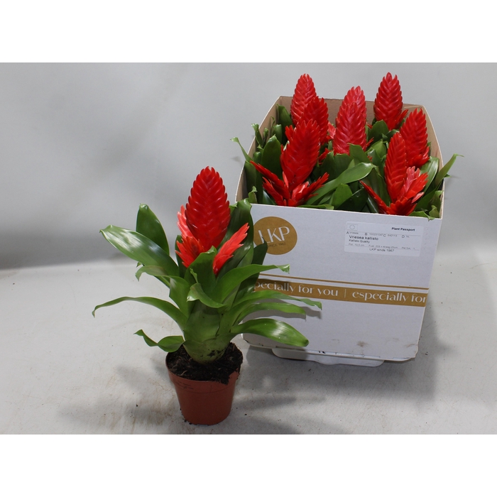 <h4>VRIES KALLISTO P</h4>