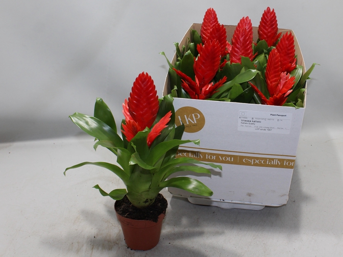 <h4>VRIES KALLISTO P</h4>