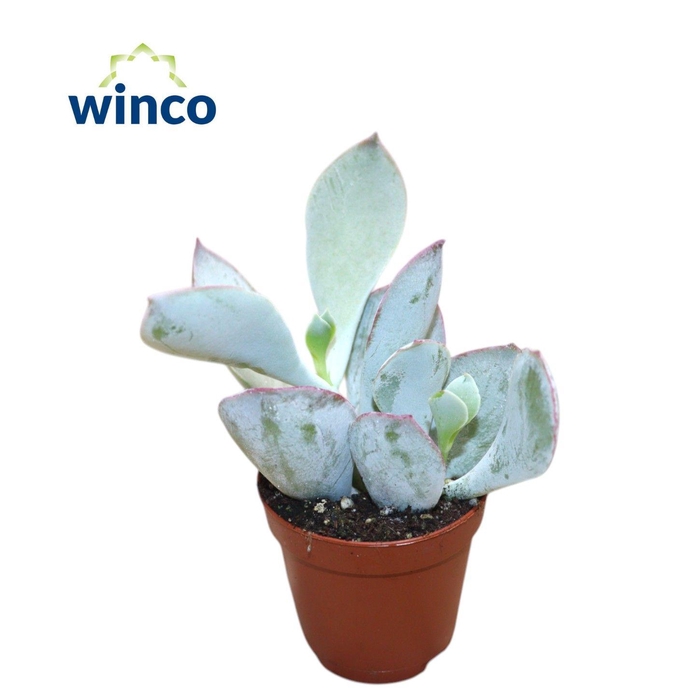 <h4>Cotyledon Karoo</h4>