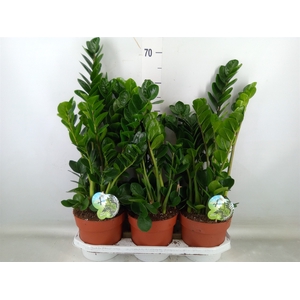 Zamioculcas zamiifolia 'Midori'