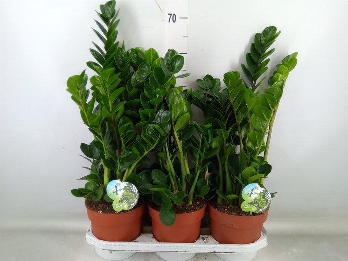<h4>Zamioculcas zamiifolia 'Midori'</h4>