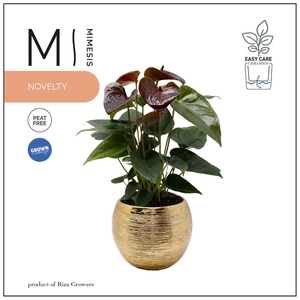 Mimesis Anthurium KARMA Essencia - 12cm Brush Gold