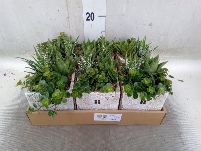<h4>Arr.   Kamerplant Groen L%</h4>