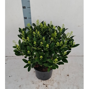 Finchy 23cm 40+ bloem