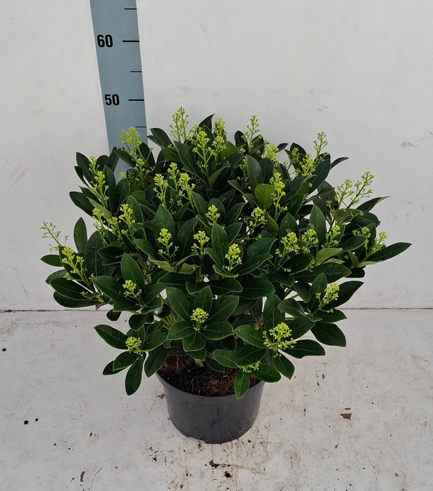 <h4>Finchy 23cm 40+ bloem</h4>