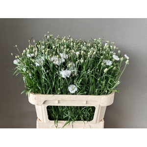 Centau Cyanus White