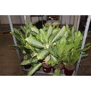 AGLAONEMA VARIADA P23