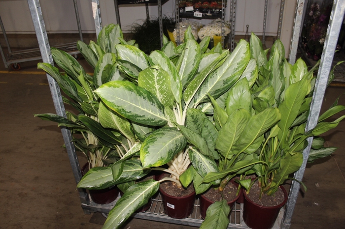 AGLAONEMA VARIADA P23