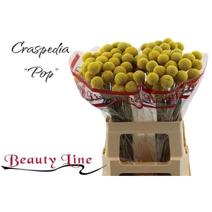 CRAS PAINTBALL POP