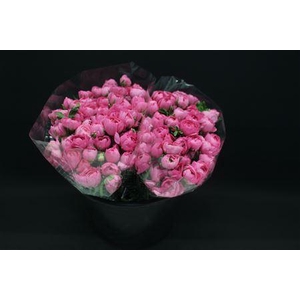 Ranonkel Extra Rose