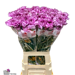 DI ST ROYAL DAMASCUS