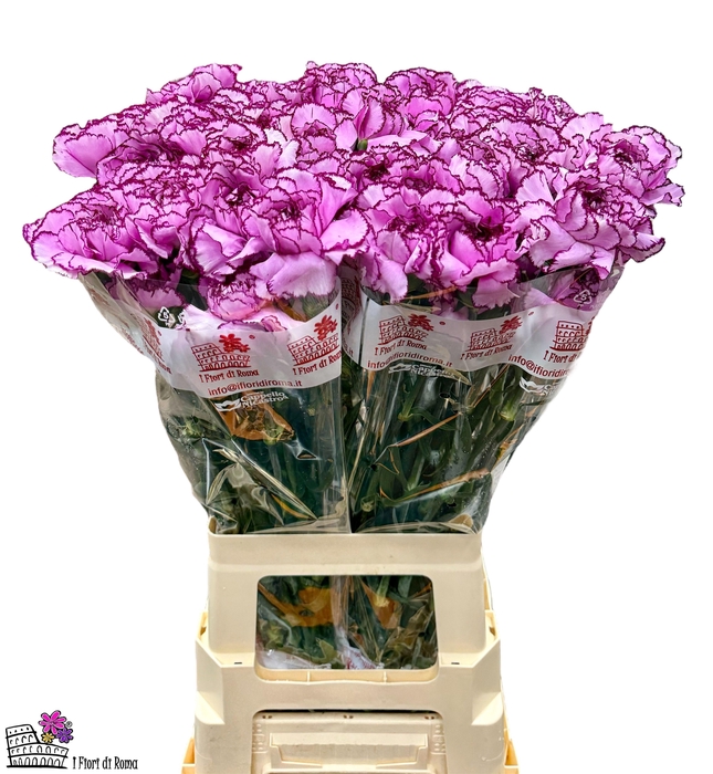 <h4>DI ST ROYAL DAMASCUS</h4>