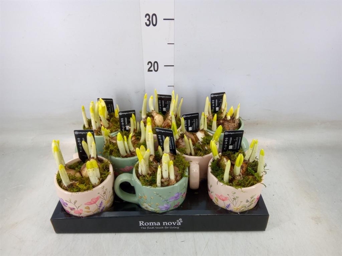 <h4>Arr. Narcissus</h4>