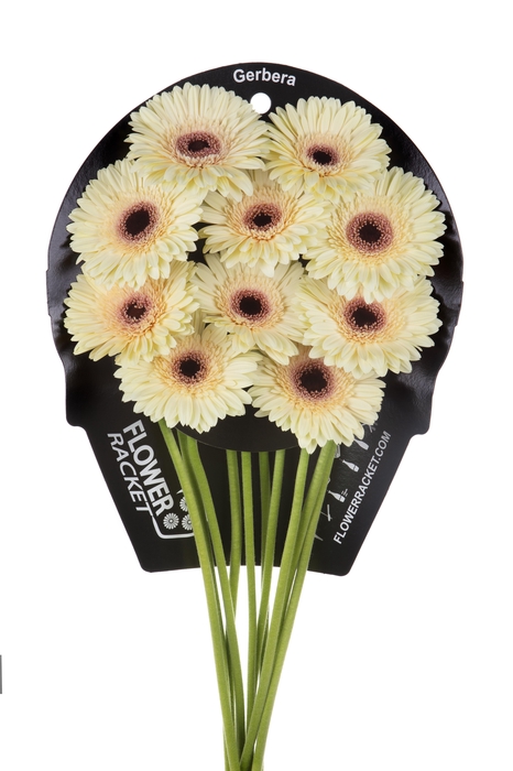 Gerbera Eclair Flowerracket