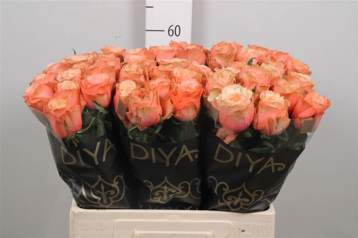 <h4>R Gr Kahala-bb</h4>