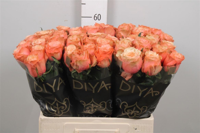 <h4>R Gr Kahala-bb</h4>