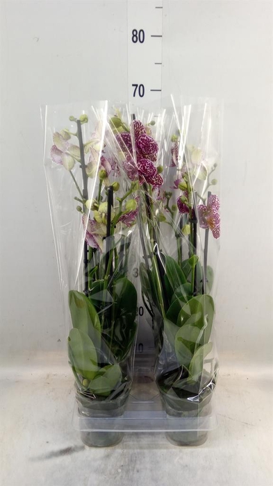 <h4>Phalaenopsis   ...</h4>