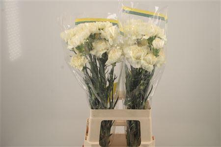 <h4>Di St Diletta Creme</h4>