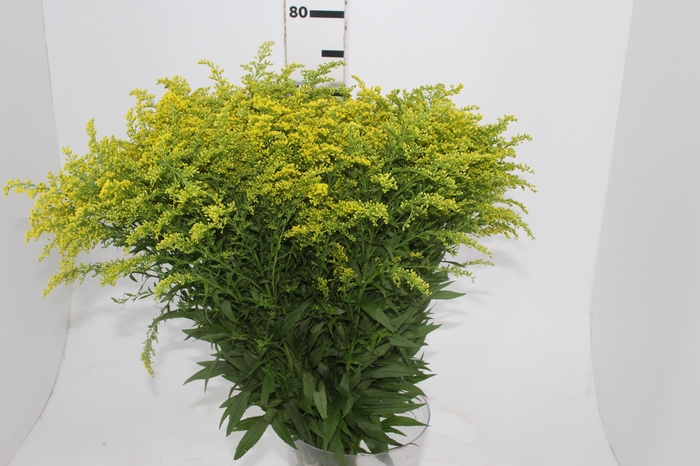 <h4>TANGO MAÇO</h4>