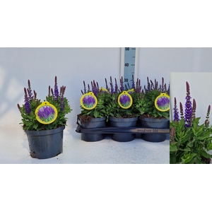 Salvia Ne Se Dp Blue