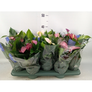 Anthurium   ...mix