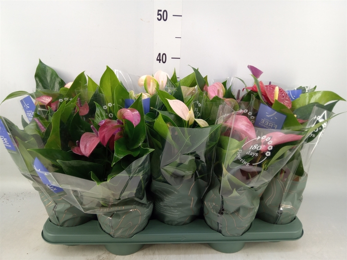 <h4>Anthurium   ...mix</h4>
